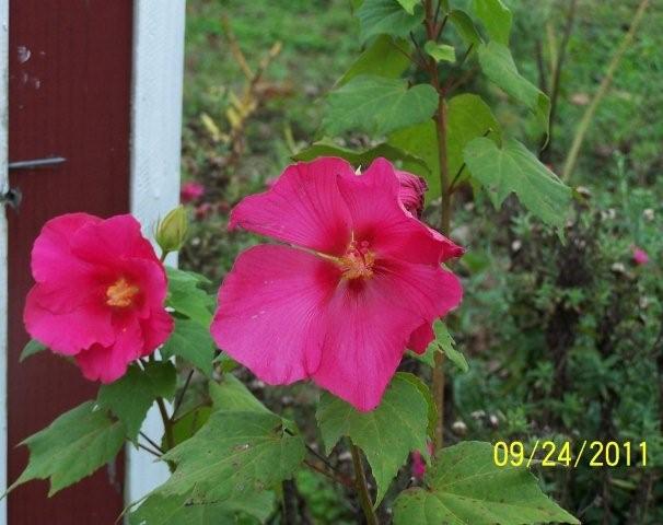 AngelTrumpetsyll022[2]