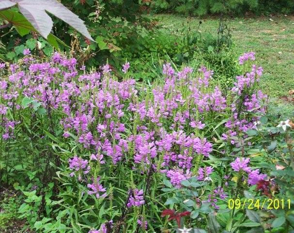 AngelTrumpetsyll031[2]