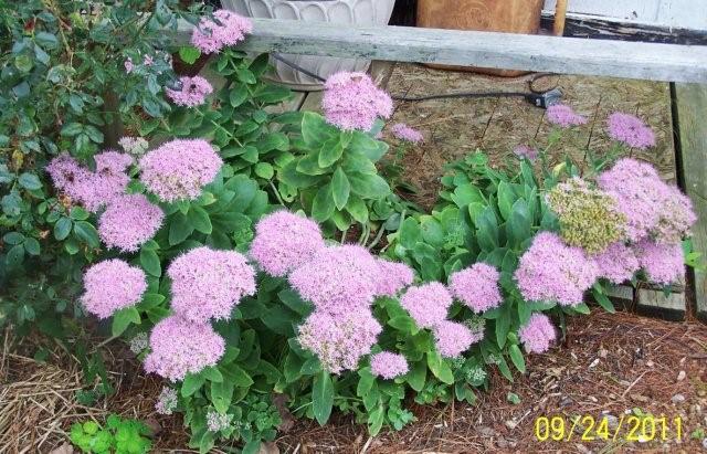 AngelTrumpetsyll033[2]