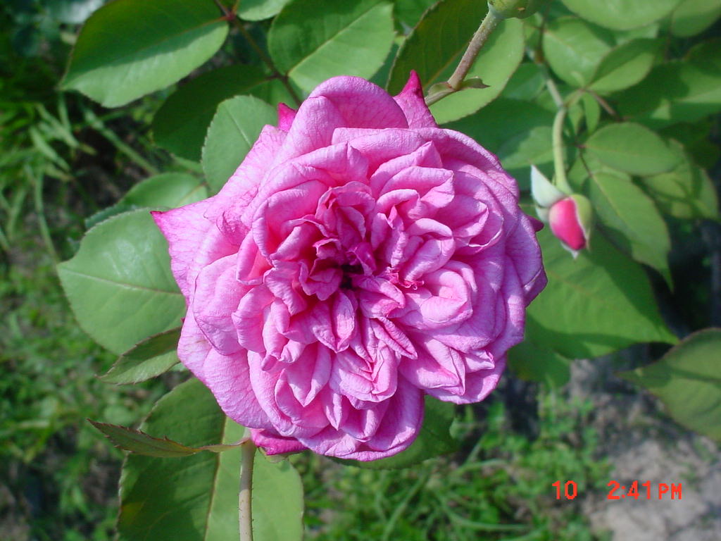 Antique Cushion Rose