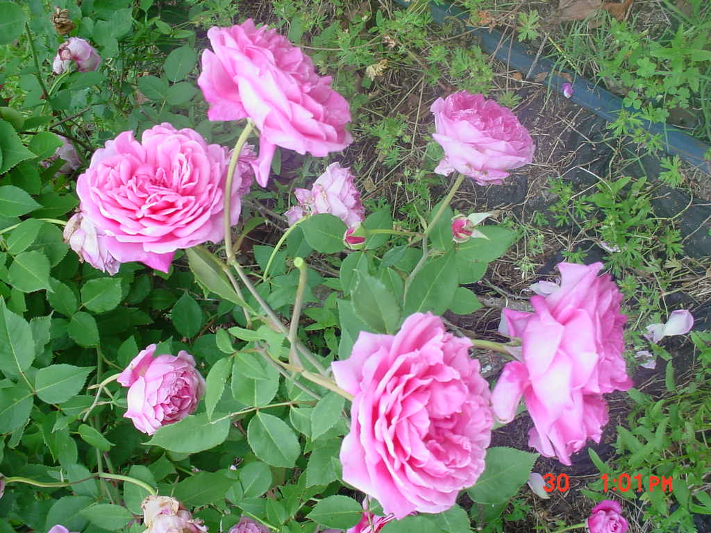 Antique Cushion rose