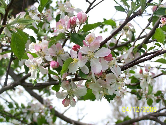 Apple Blossoms