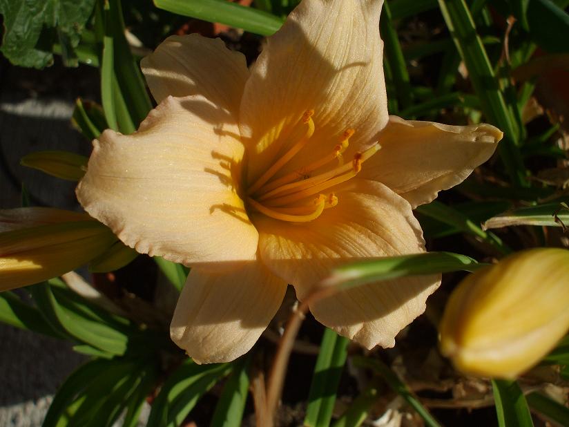 apricot