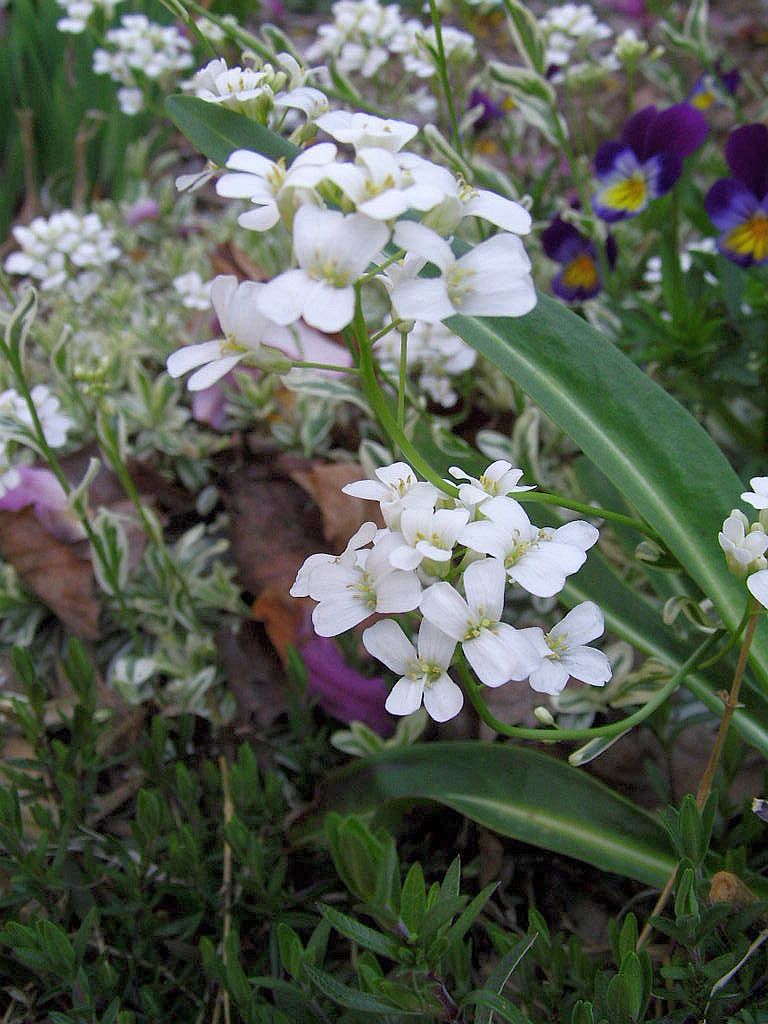 Arabis procurrens 'Variegata'