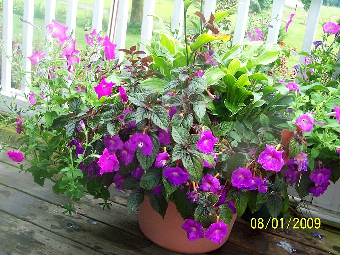 Assorted potted plants 1