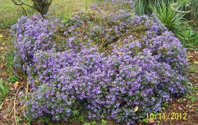 Aster 3