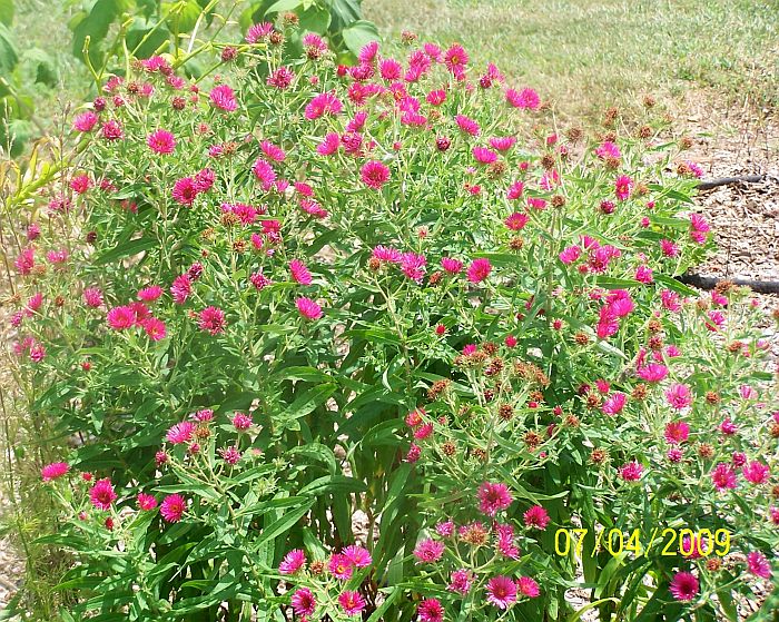 Aster red 1