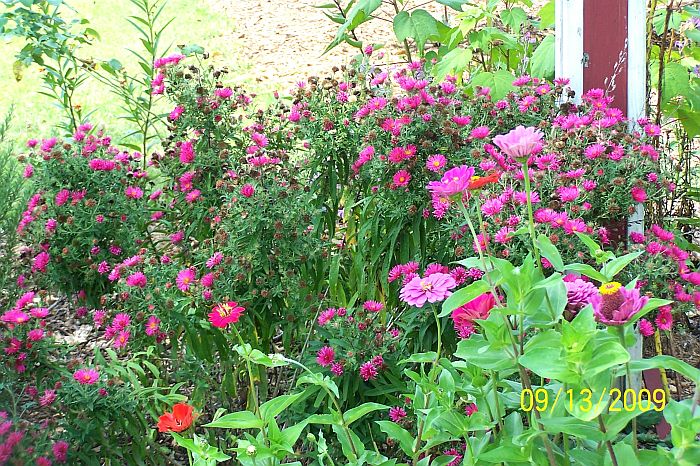 Asters and zinnias 1