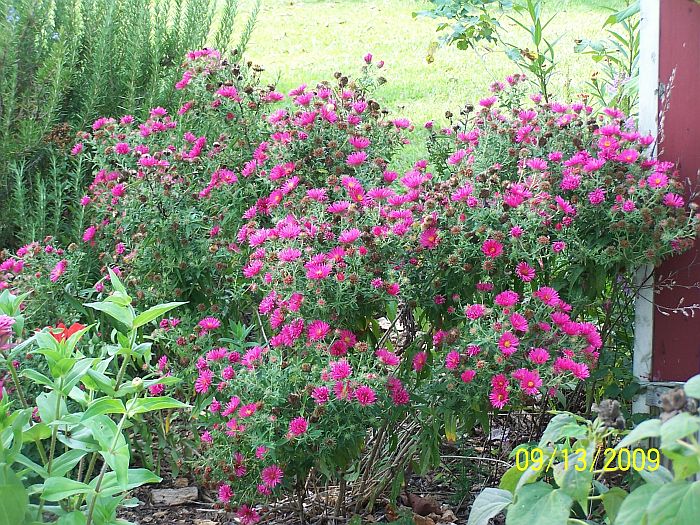 Asters red 1