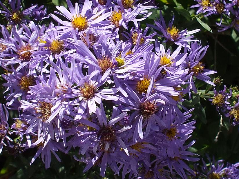 asters