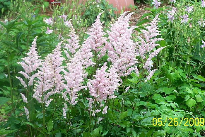 Astilbe 1