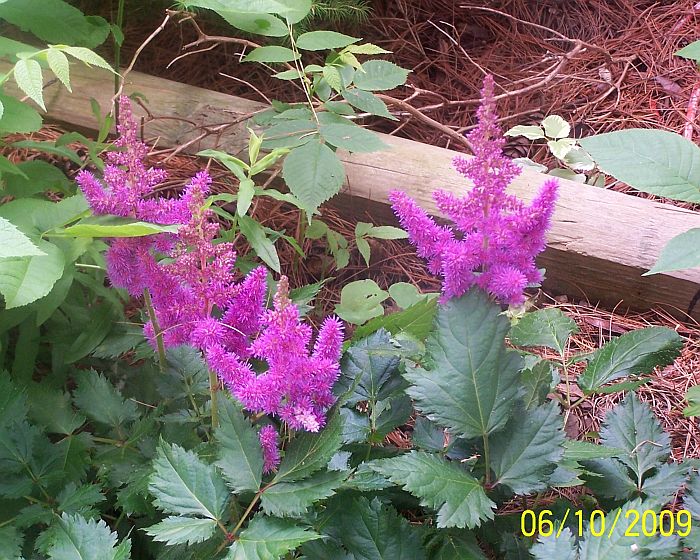 Astilbe pk 1