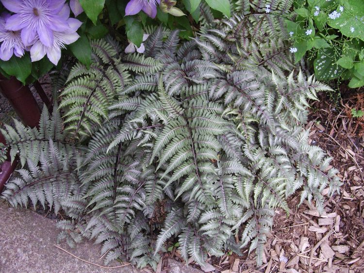 Athyrium niponicum  'Japanese Painted Fern'