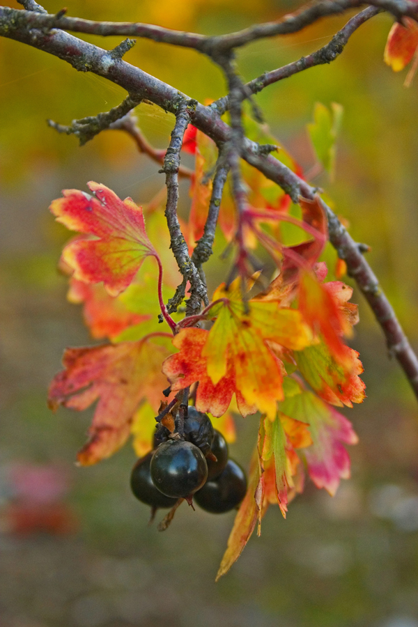Autumn Berries
