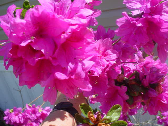 Azalea