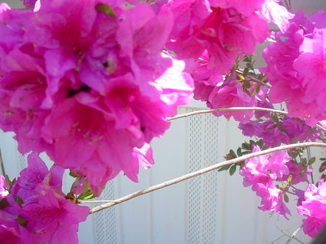 Azalea