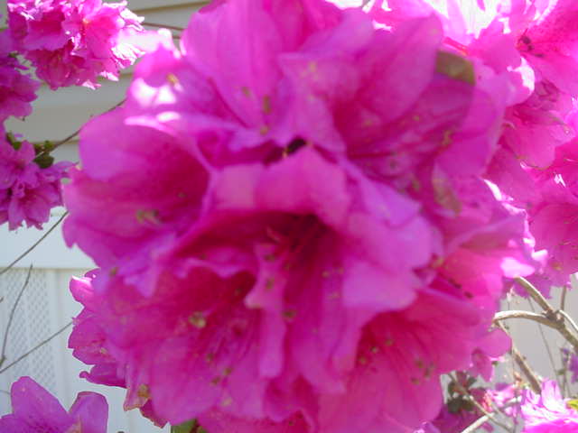 Azalea