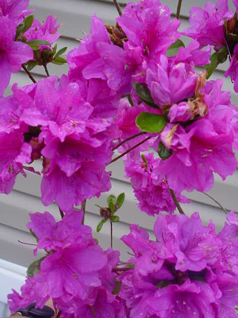 Azalea