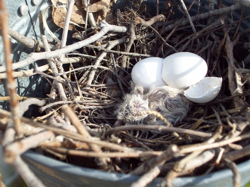 Baby Mourning Dove
