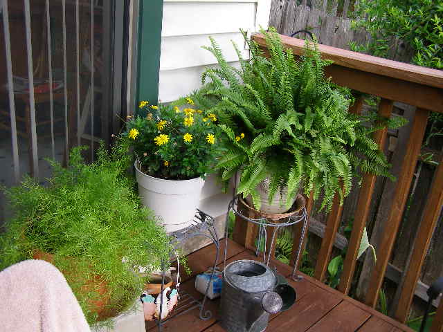 back deck