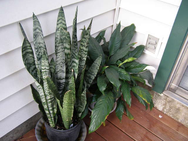 back deck