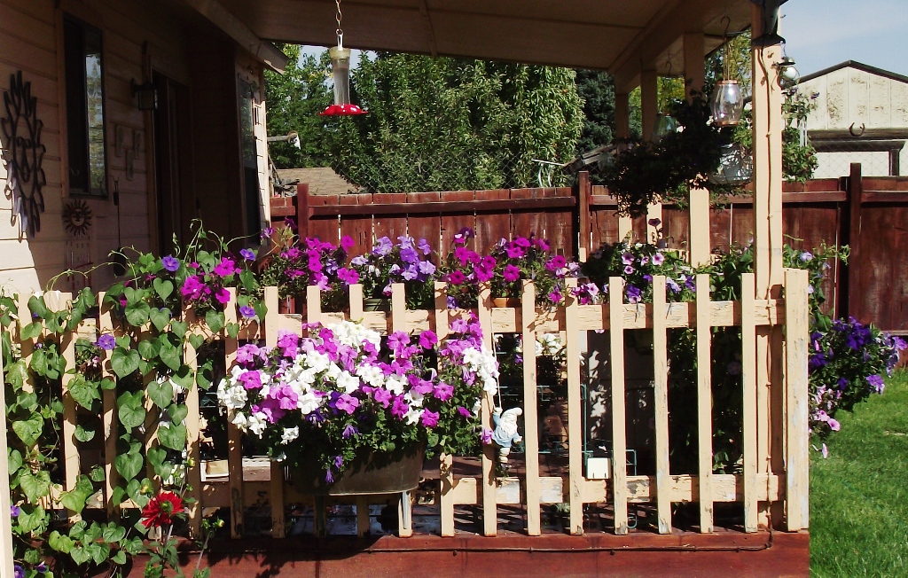Backporch blooms 2010