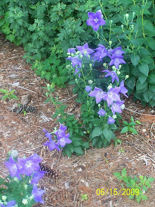Balloon flowers 1