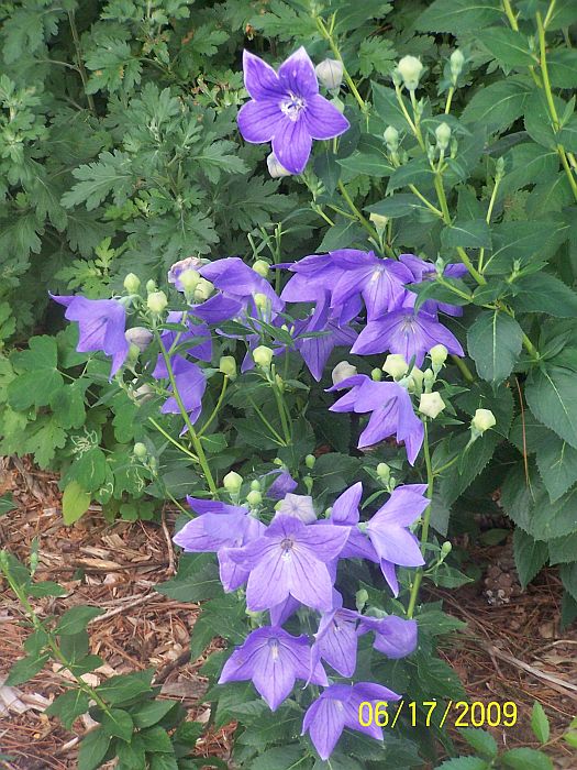 Balloon flowers 5