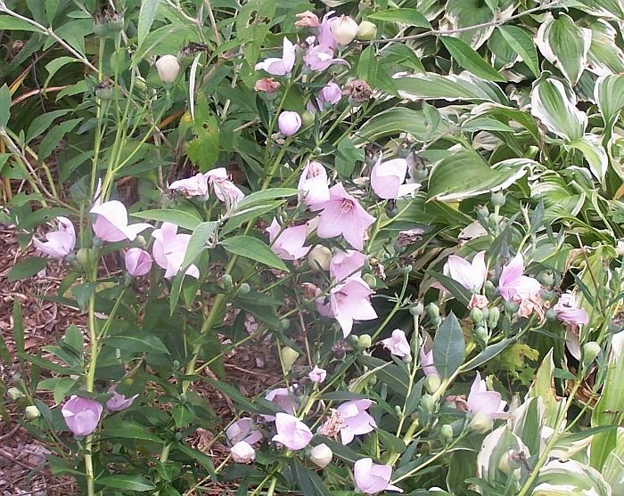 Balloon flowers pk 1