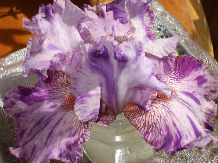 bc iris