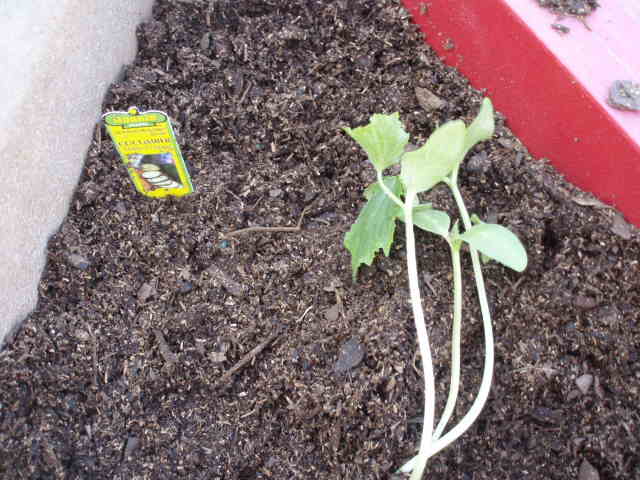 Becca's cucumbers
