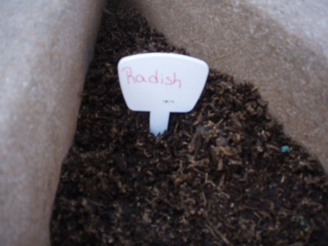 Becca's garden