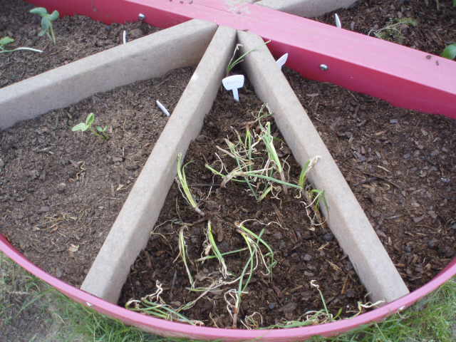 becca's onions