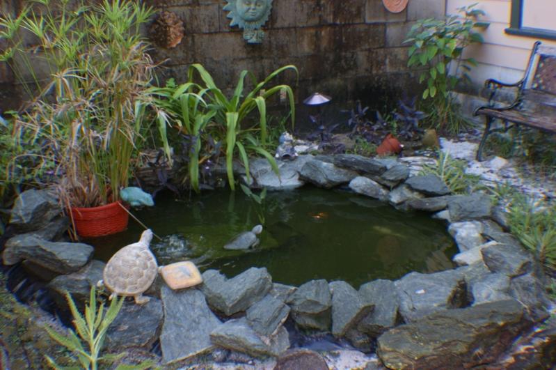 before pond2 (800x532)