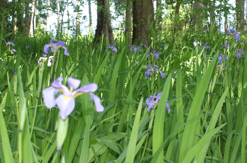 better_field