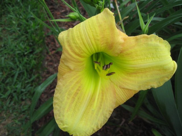 Bi Color Daylily (2)