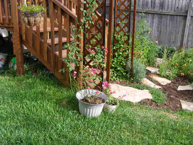 blaze climber and a mini rose