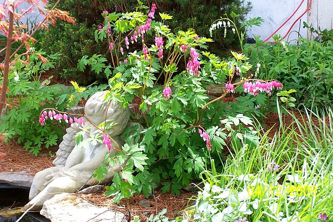 Bleeding Heart 2