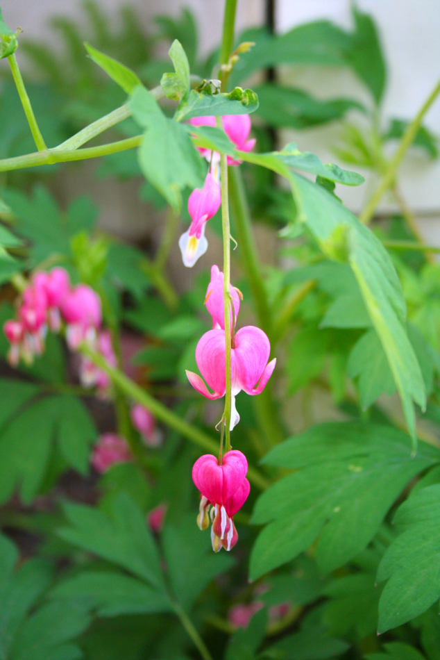 Bleeding Heart