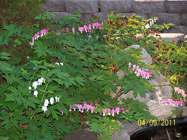 Bleeding Hearts 3