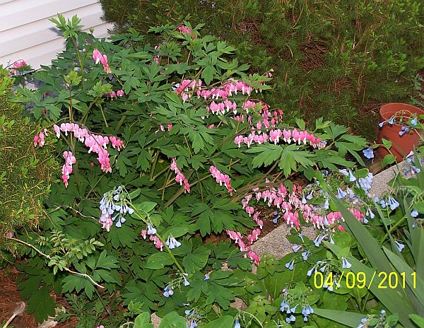 Bleeding Hearts 4
