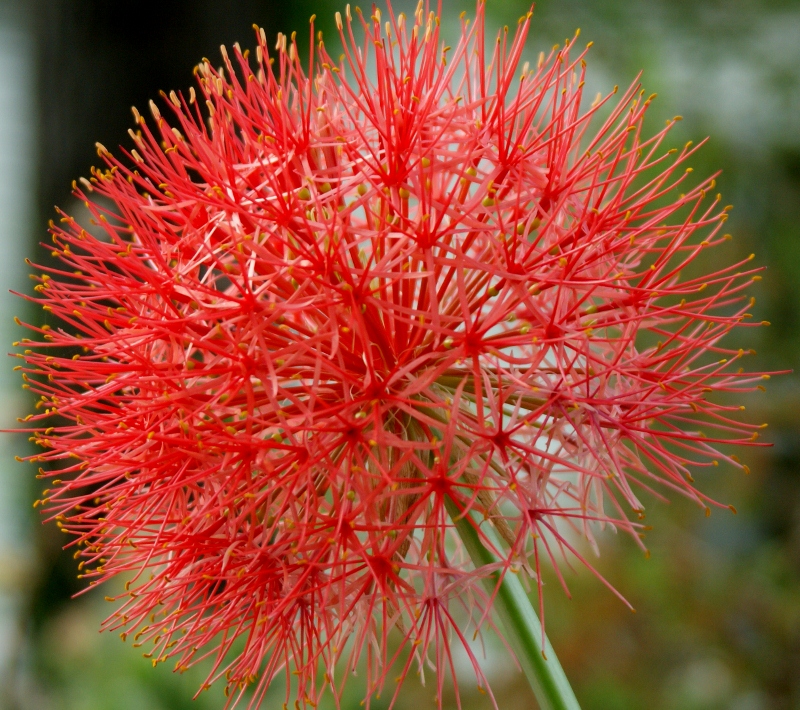 Blood_Lily_1_800x710_