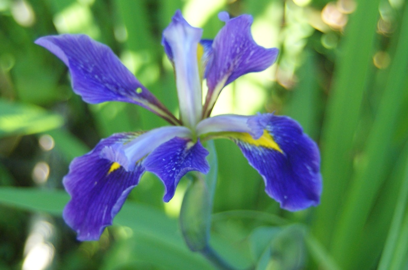 Blue Flag Iris