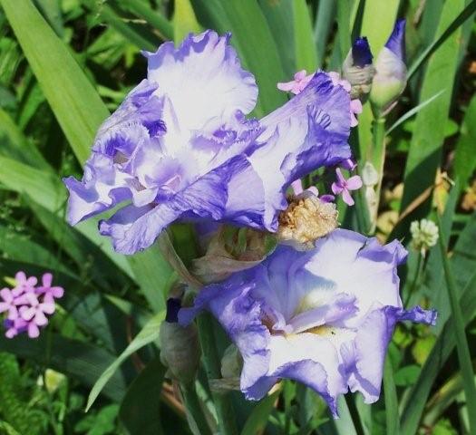 Blue Iris