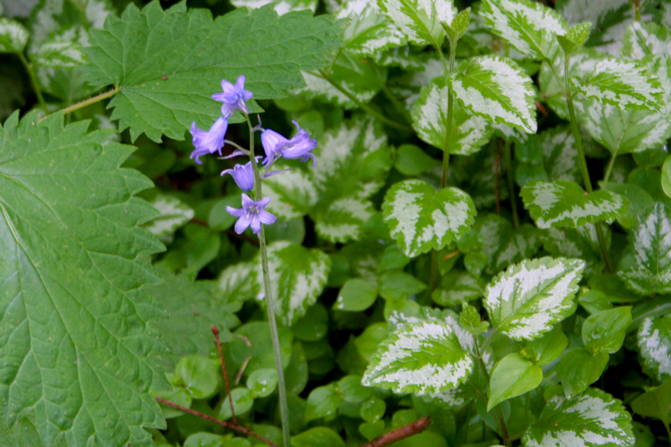 Bluebells