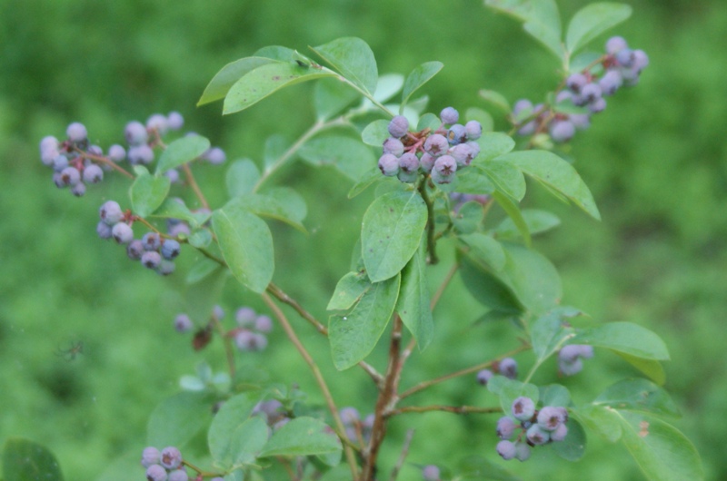 blueberry