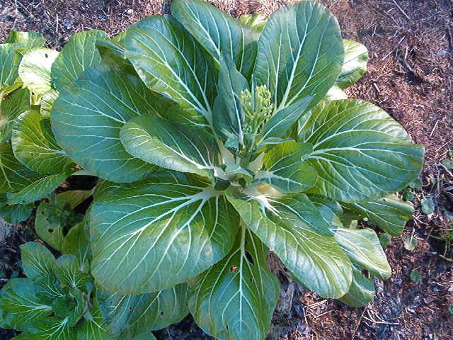 Bok_Choy