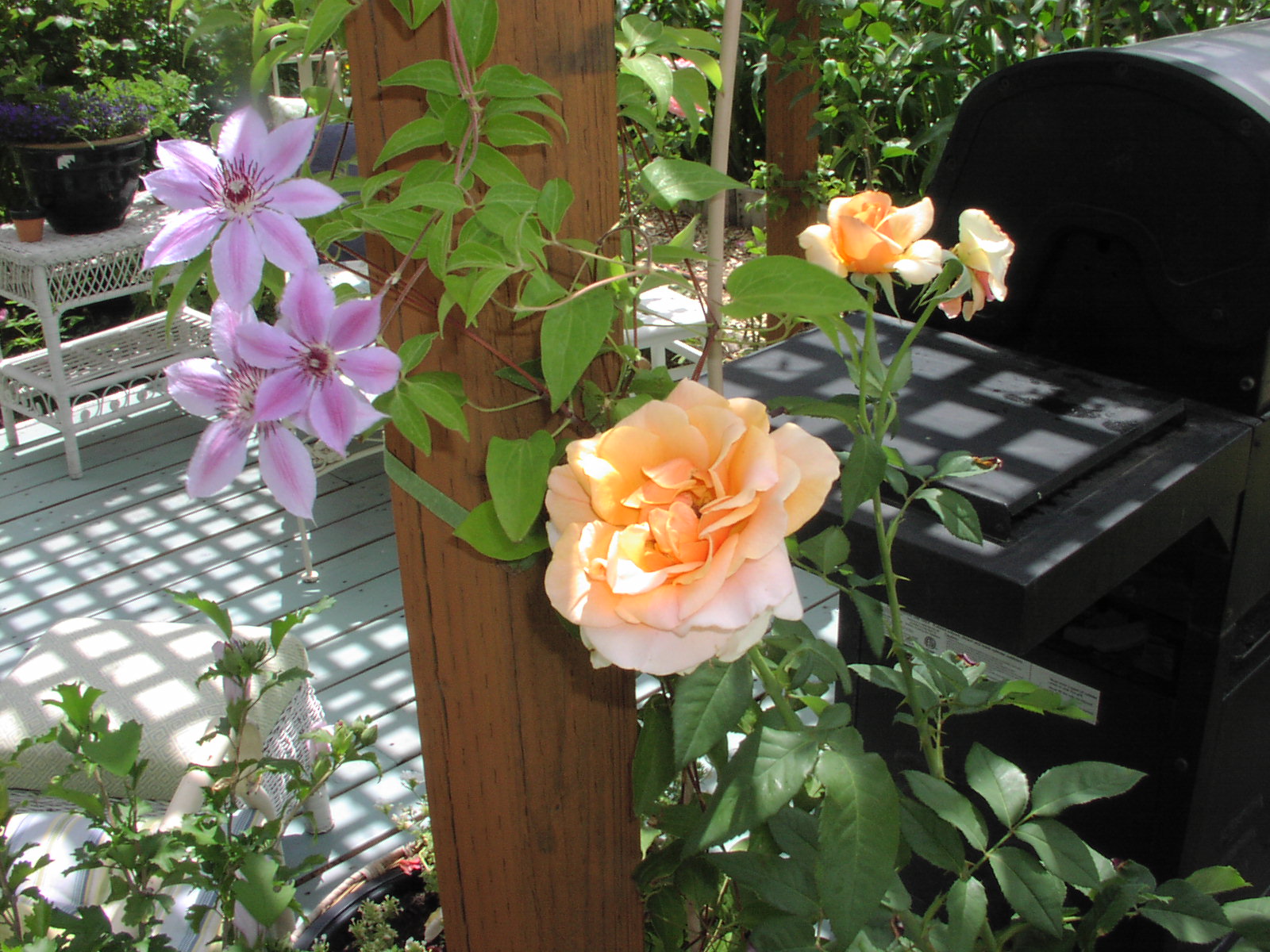 Brandy Rose rose and Clematis growing on deck.