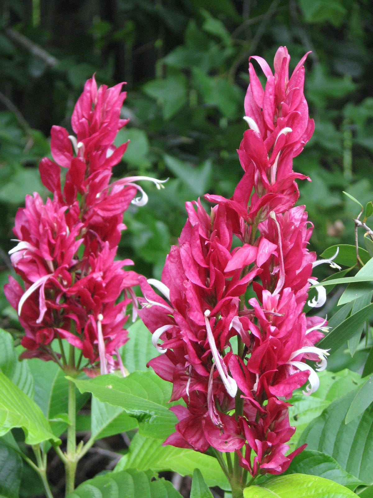 Brazilian Redcloak flower
