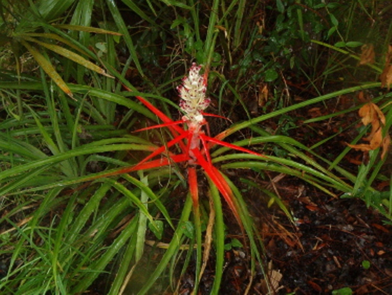 Bromeliad blooms1